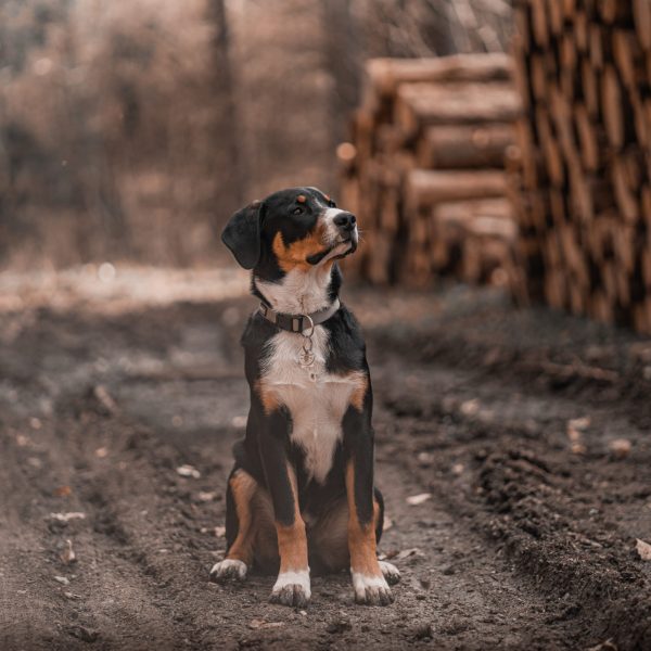 Hunde